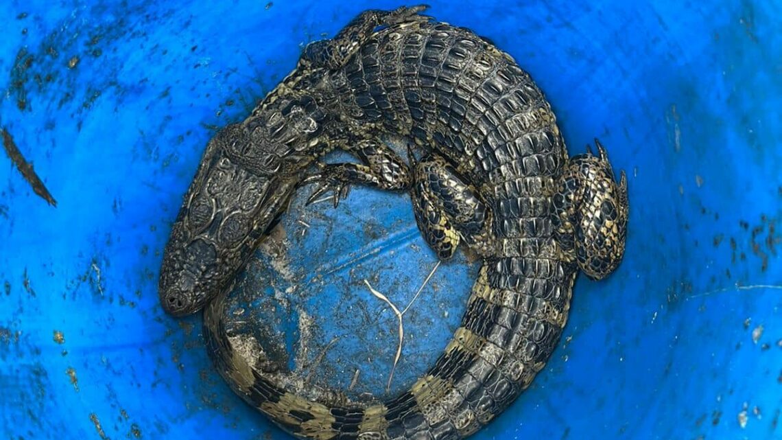 Vídeo: jacaré é encontrado em terreno baldio e solto no Sul de SC