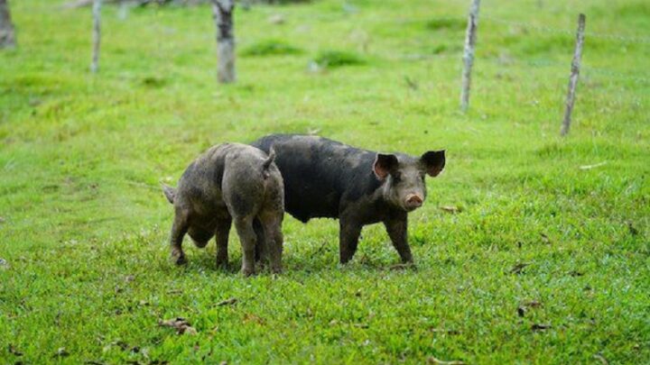 Agricultor é condenado por usar área de preservação para criar porcos e frangos