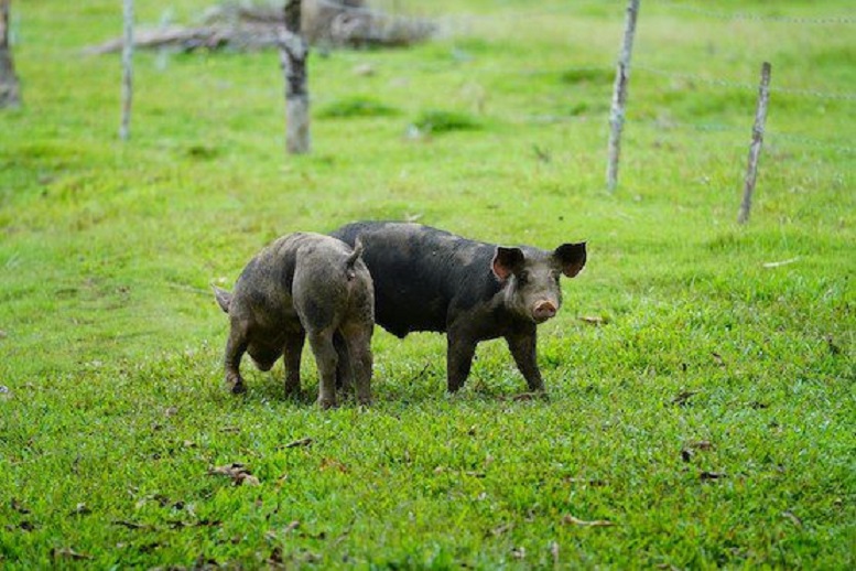 Agricultor é condenado por usar área de preservação para criar porcos e frangos