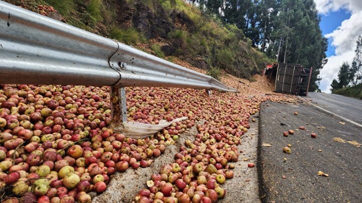 Caminhão tomba e transforma rodovia em ‘mar de maçãs’ na Serra Catarinense