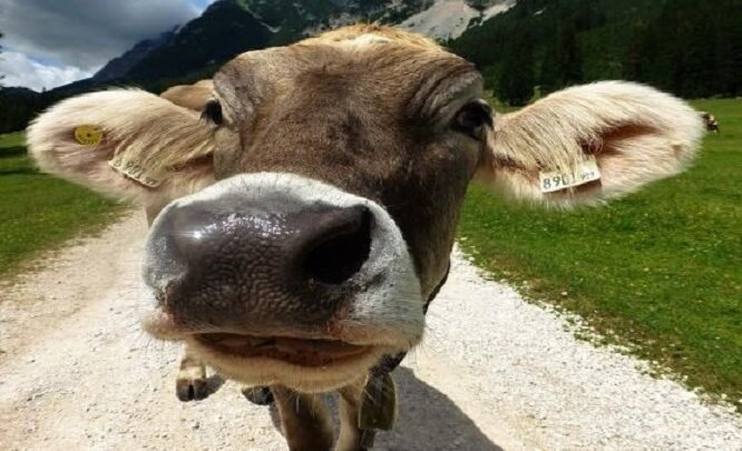 Homem que vendeu vaca de cunhado tem pena mantida em SC
