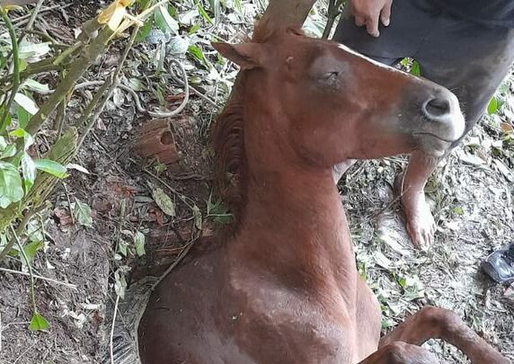 Resgate: cavalo é retirado de dentro de um poço em SC