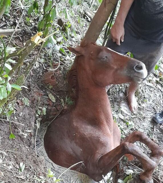 Resgate: cavalo é retirado de dentro de um poço em SC