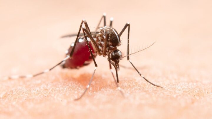 SC confirma oito mortes por dengue e aumento de 654,8% no número de casos em 2024