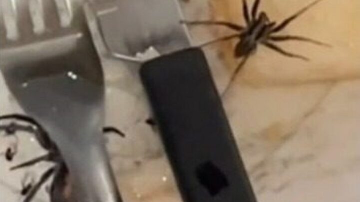 Vídeo: aranhas “expulsam” viajantes de chalé no campo