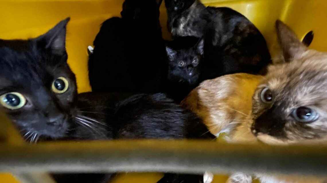 Imagens: 30 gatos são encontrados em situação de maus-tratos e dono é preso em Itajaí