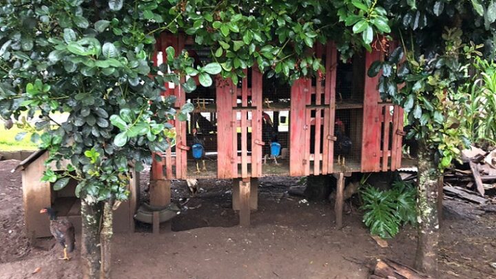Polícia Civil de Xanxerê realiza apreensões em local de rinha de galo
