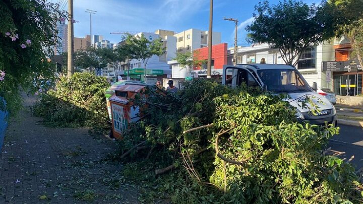 Nova lei define multa para destino incorreto de lixo e galhos em Chapecó