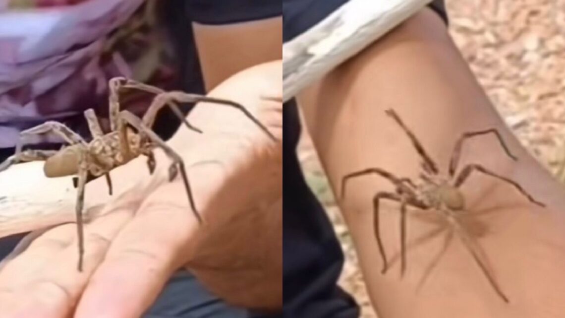 Vídeo: homem se arrisca e deixa aranha mais perigosa do mundo andar sobre seu corpo