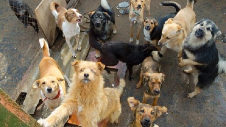 Cidade de SC é obrigada a auxiliar retirada de cães de mulher “acumuladora de animais”
