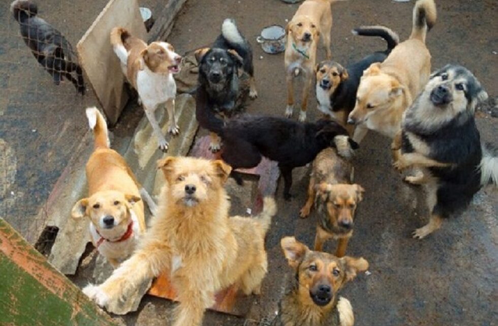 Cidade de SC é obrigada a auxiliar retirada de cães de mulher “acumuladora de animais”