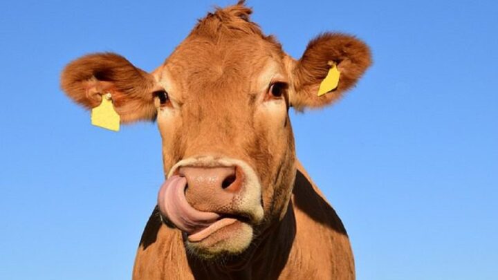 ‘Vaca voadora’ cai em homem que fazia xixi em trilho de trem; entenda o caso