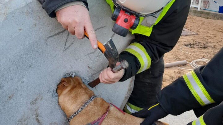 Pitbull é resgatada após ficar com a cabeça presa em concreto