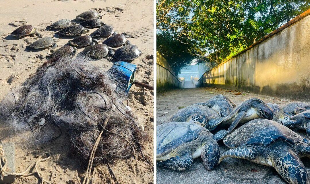12 tartarugas são encontradas mortas em redes de pesca em praia de SC