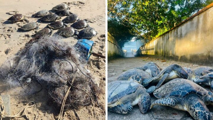 12 tartarugas são encontradas mortas em redes de pesca em praia de SC