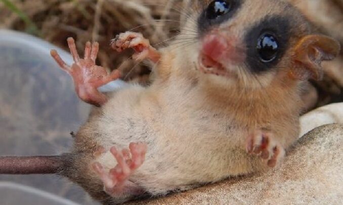 Animal exótico é encontrado em obras de SC