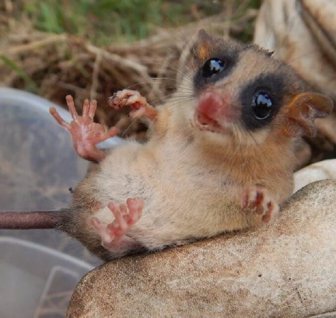 Animal exótico é encontrado em obras de SC