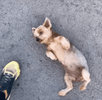 “Atriz”, cadela finge atropelamento para ser adotada; assista ao vídeo