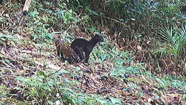 Felino selvagem raro é visto em reserva da Mata Atlântica