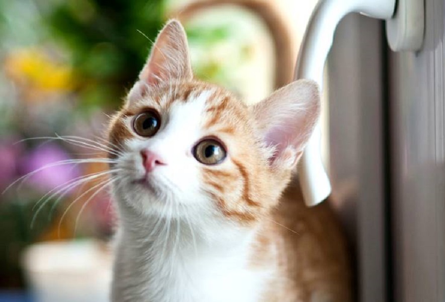 Gato é envenenado por vizinha que teria conflito com as tutoras do animal em SC