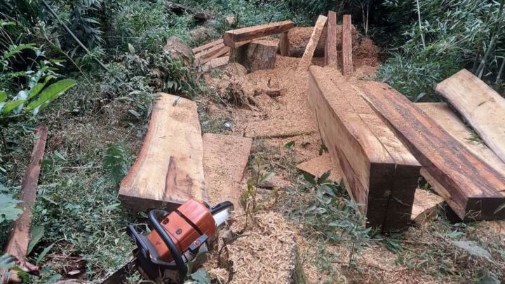 Polícia Civil de Abelardo Luz prende homem em flagrante por crime ambiental