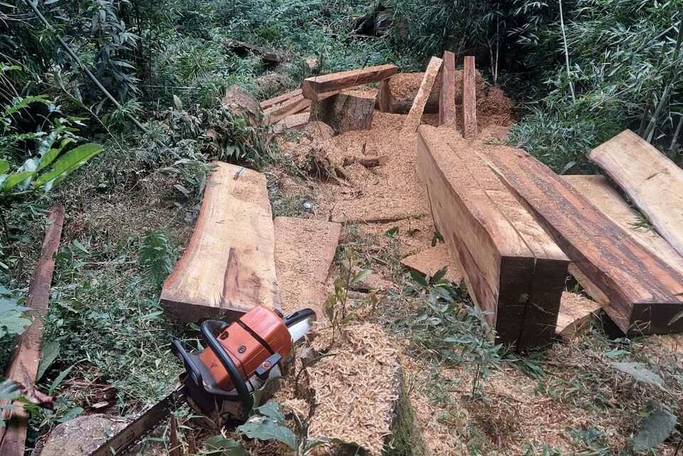 Polícia Civil de Abelardo Luz prende homem em flagrante por crime ambiental