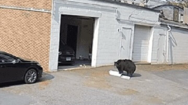 Urso esfomeado invade padaria e devora 60 cupcakes; assista