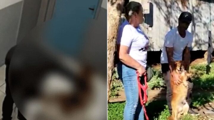 Cachorro que teria sido abusado em creche na Serra de SC retorna para casa; assista