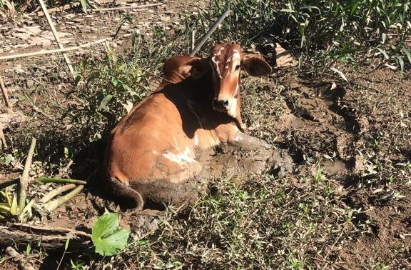 Vaca foge, atola em banhado, é resgatada e ‘engana’ bombeiros em SC