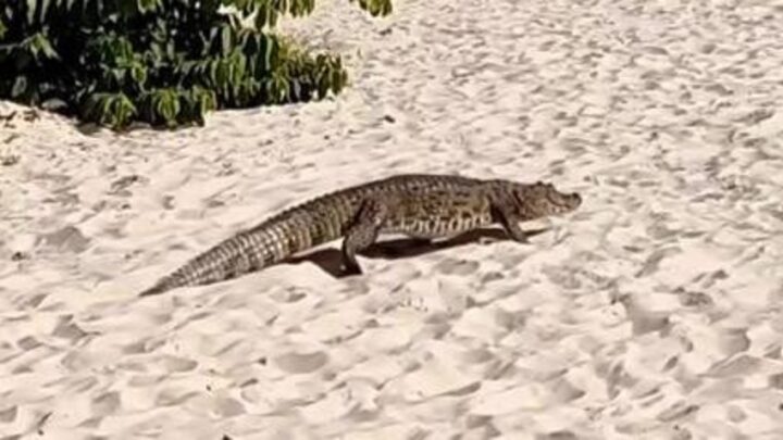 Vídeo: jacaré assusta banhistas ao dar rolê em areia de praia de SC