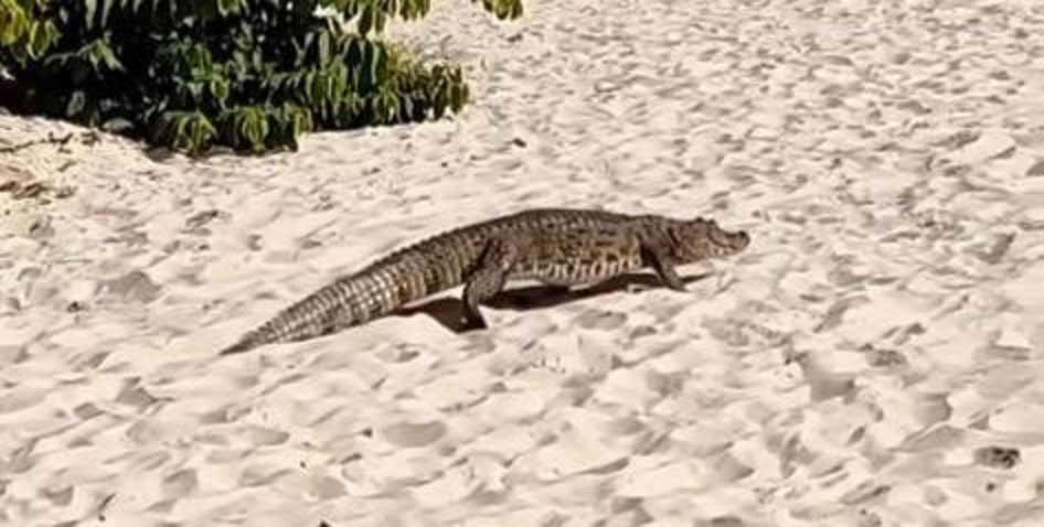 Vídeo: jacaré assusta banhistas ao dar rolê em areia de praia de SC