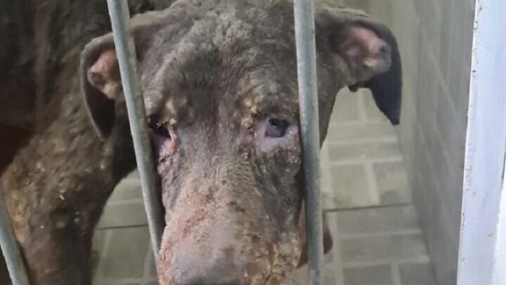 Cachorros desnutridos e machucados são resgatados em SC