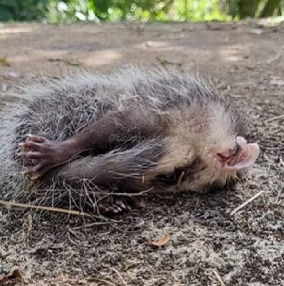 “Malandrinho”: biólogo flagra gambá se fingindo de morto; assista ao vídeo