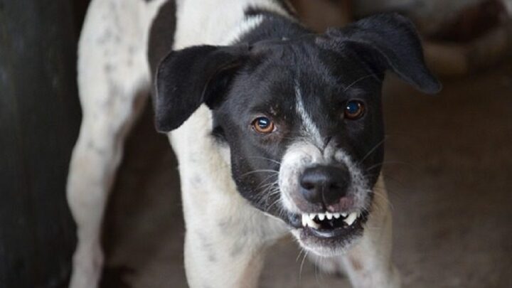 Cachorro escapa da corrente e ataca criança de 10 anos em SC