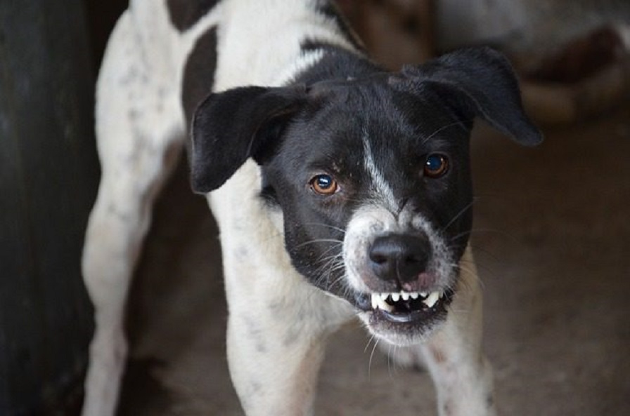 Cachorro escapa da corrente e ataca criança de 10 anos em SC