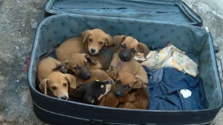 Cachorrinhos são abandonados em calçada dentro de mala de viagem; veja vídeo