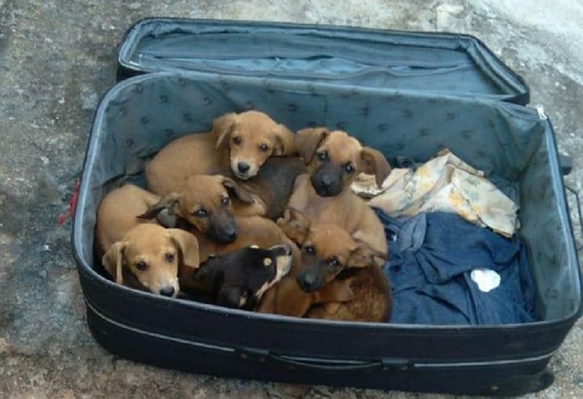 Cachorrinhos são abandonados em calçada dentro de mala de viagem; veja vídeo