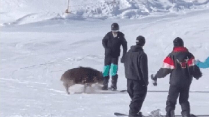 Perigo na neve: Javali faz ‘strike’ com atletas de snowboard e final surpreende; veja o vídeo