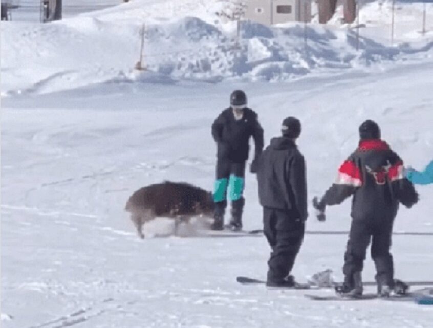 Perigo na neve: Javali faz ‘strike’ com atletas de snowboard e final surpreende; veja o vídeo