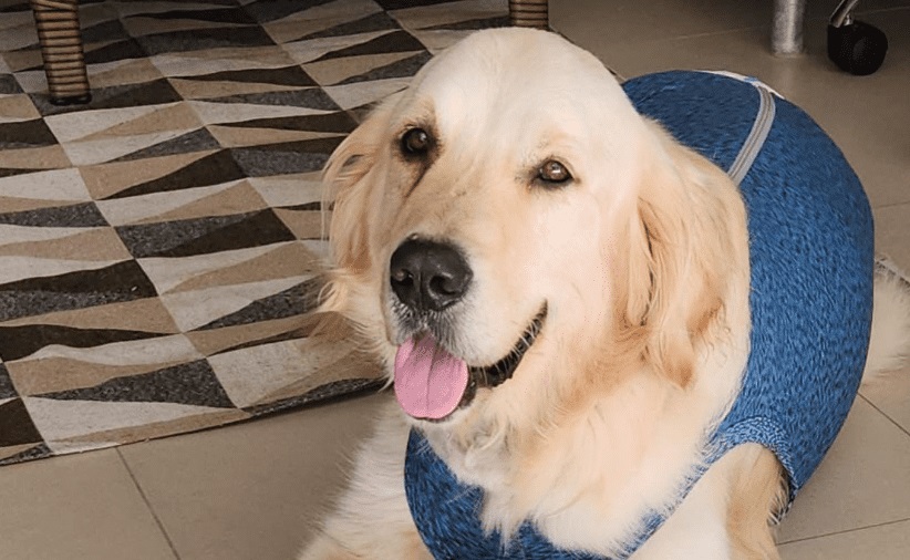 Emocionante: cachorro sobrevive a tiro e ganha alta do hospital; veja o vídeo