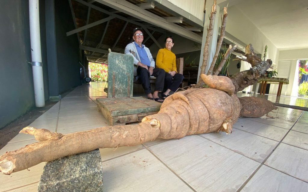 “Tenho 75 anos e nunca tinha visto algo assim”: casal colhe mandioca gigante em Pomerode