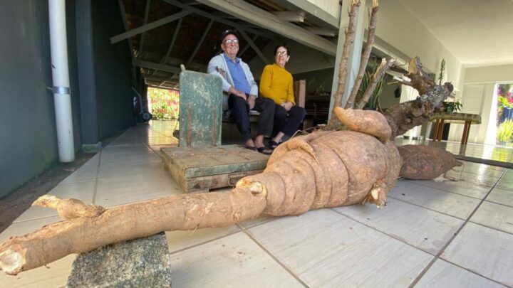 “Tenho 75 anos e nunca tinha visto algo assim”: casal colhe mandioca gigante em Pomerode