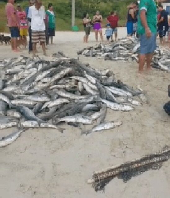 Vídeo: mais de 6 mil tainhas formam “montanha” em contagem surpreendente