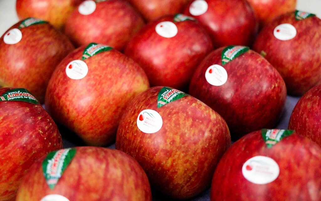 Tecnologia impulsiona liderança de Santa Catarina no cultivo de maçã