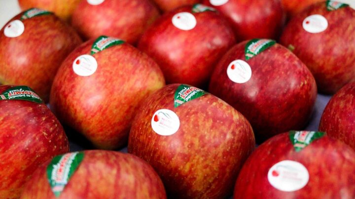 Tecnologia impulsiona liderança de Santa Catarina no cultivo de maçã