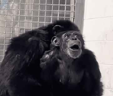 Chimpanzé tem reação emocionante ao ver o céu pela primeira vez; assista