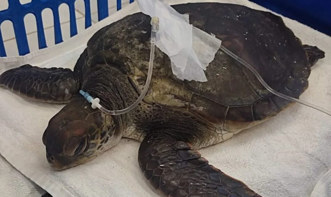 Chocante: necropsia mostra quantidade de plástico ingerida por tartaruga encontrada morta em SC