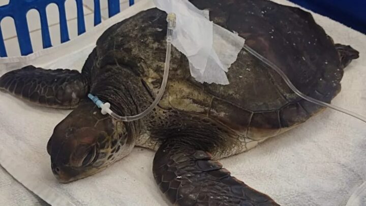 Chocante: necropsia mostra quantidade de plástico ingerida por tartaruga encontrada morta em SC