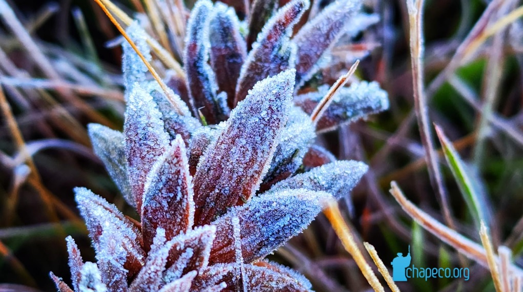 Massa de ar frio de origem polar provoca geada no Sul do Brasil, indica previsão