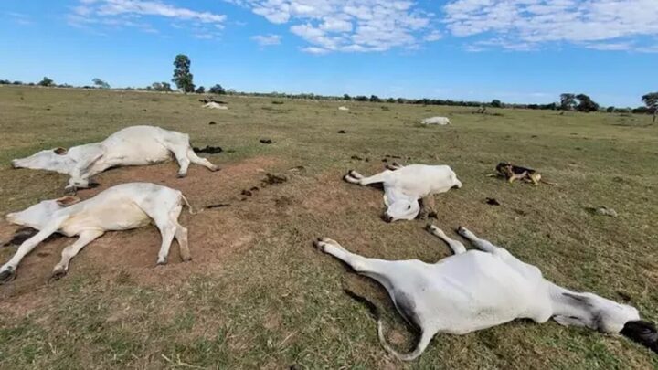 Onda de frio intenso mata mais de mil cabeças de gado em MS